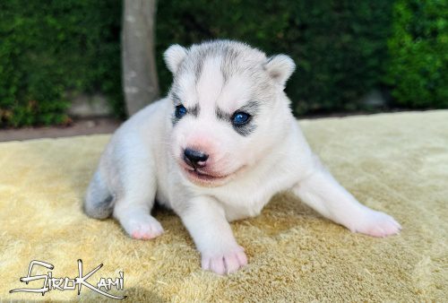 husky ojos azules sirio del sirokami 3
