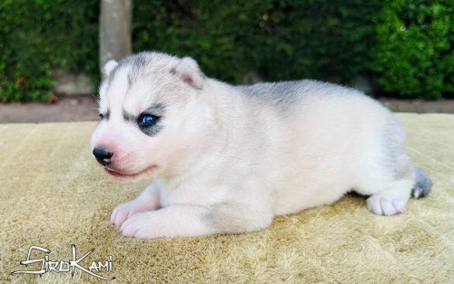 husky ojos azules sirio del sirokami 4