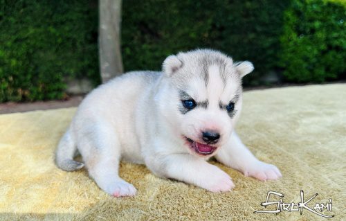 husky ojos azules sirio del sirokami 5