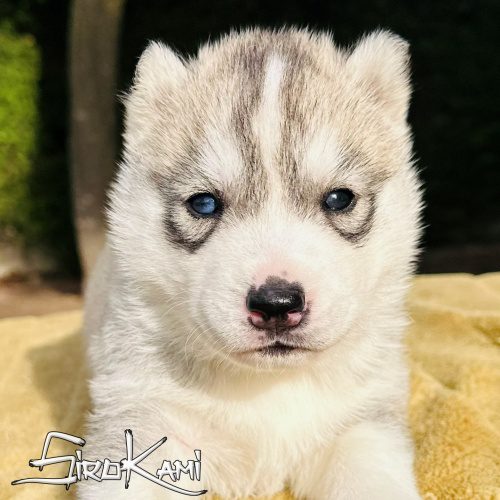 husky ojos diferentes