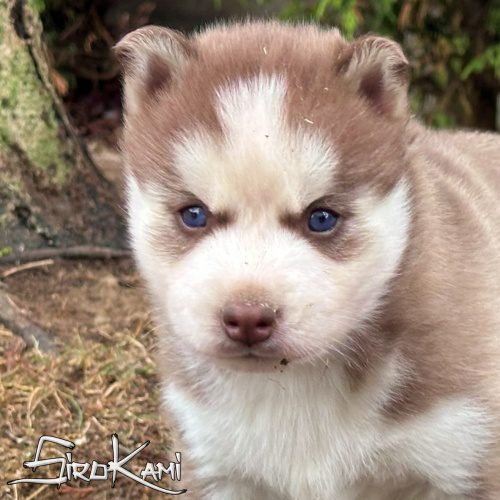 husky rojo ojos azules 2