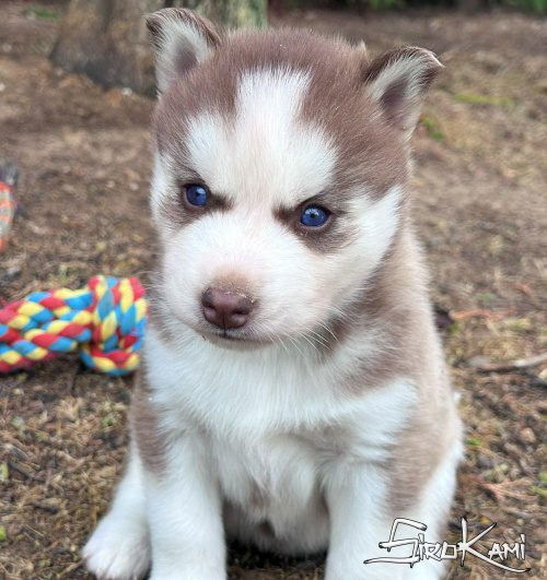 husky rojo ojos azules 3