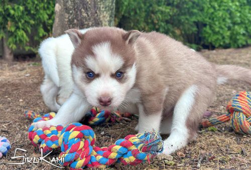 husky rojo ojos azules 4