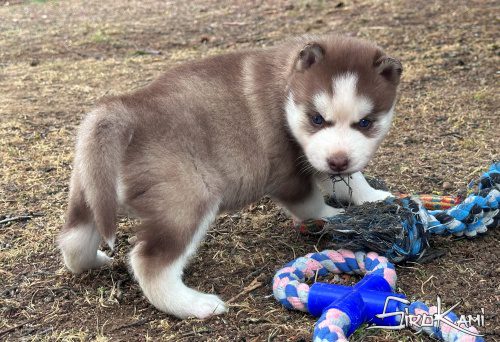 husky rojo ojos azules 5