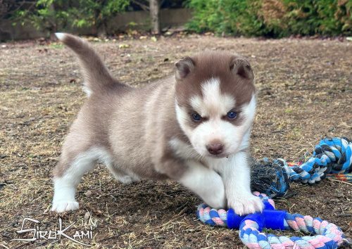 husky rojo ojos azules 6