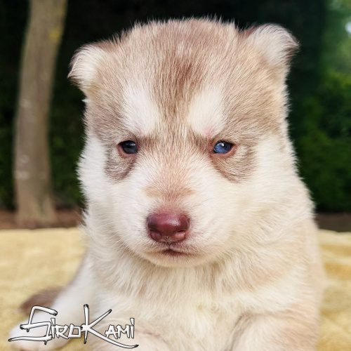 husky amarillo