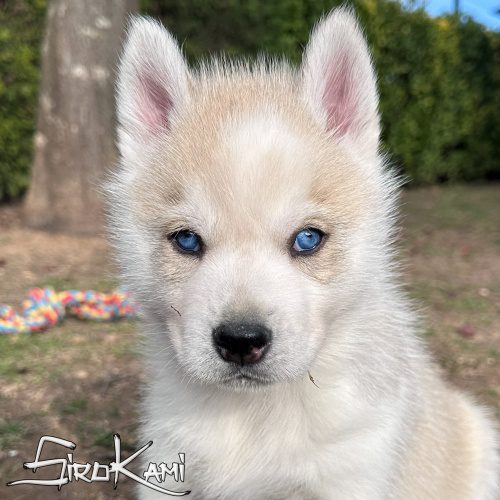 husky siberiano gris y blanco