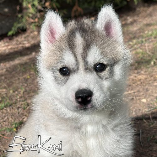 husky gris