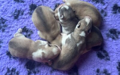 ¿Qué cuidados y consejos debemos seguir a la hora de tener un Husky Siberiano bebé?