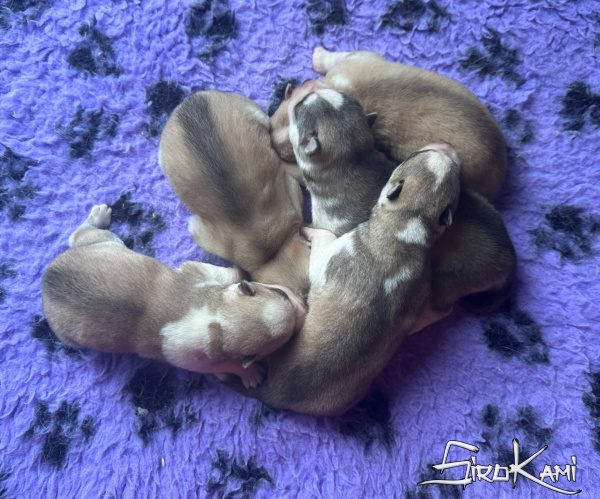comprar husky siberiano