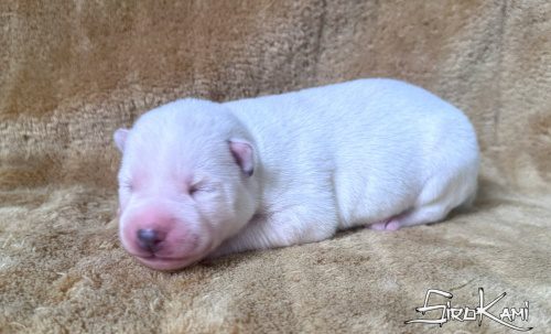 huskys blancos cachorro 2