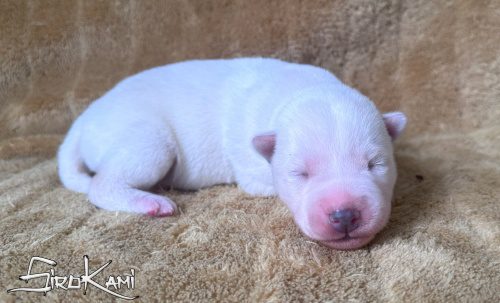 huskys blancos cachorro 3