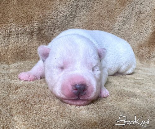huskys blancos cachorro 4
