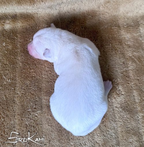 huskys blancos cachorro 5