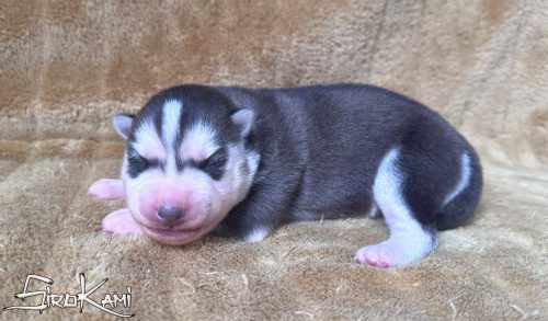 huskys cachorros hembras 2