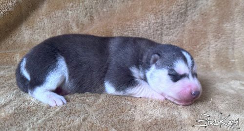 huskys cachorros hembras 3