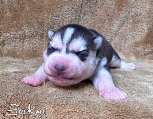 huskys cachorros hembras 4
