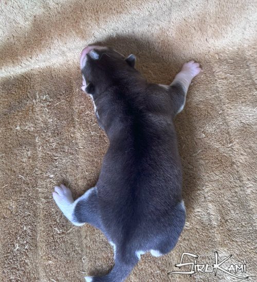 huskys cachorros hembras 5
