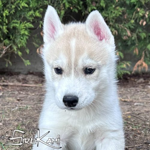 siberian husky gris
