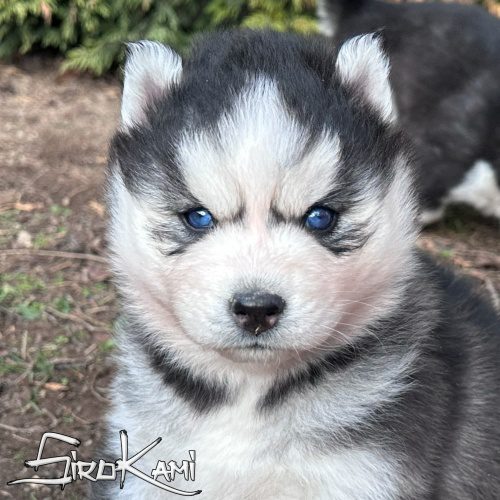 Comprar cachorro de husky siberiano