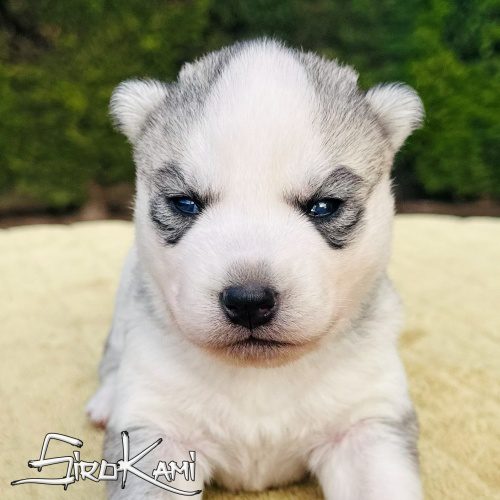Comprar husky cachorro ojos azules