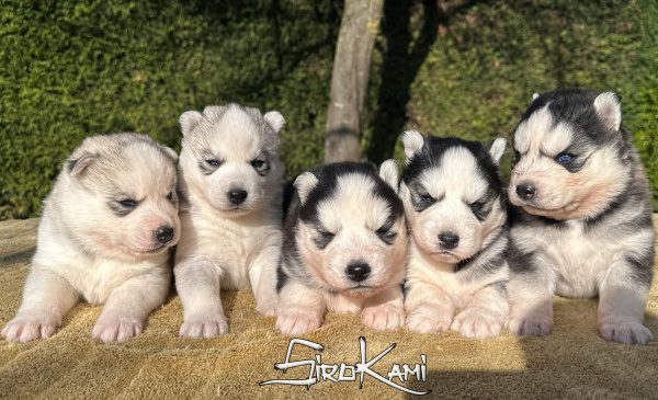 camada husky siberiano