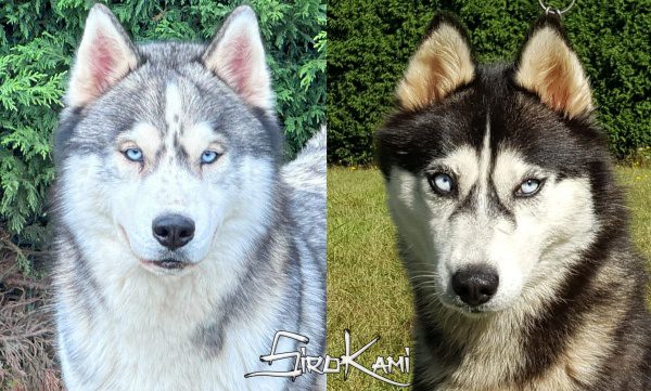 camada husky siberiano