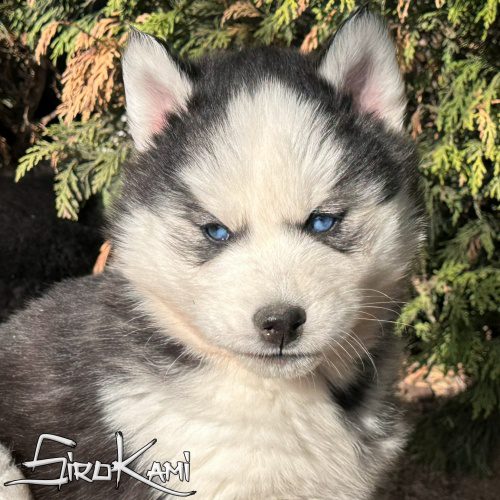 comprar cachorro siberian husky