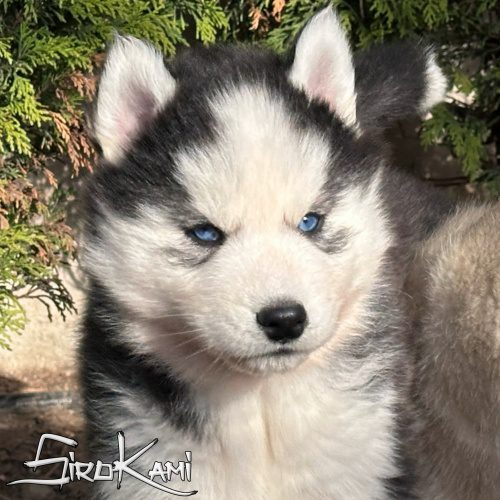 comprar perro siberian husky