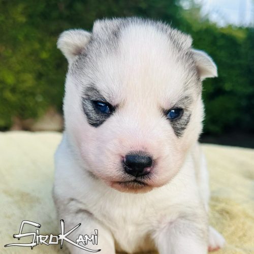 comprar un husky ojos azules