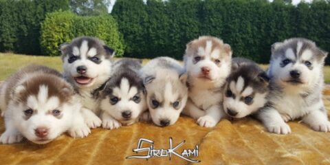 cachorros-husky-siberiano-sirokami-siberians