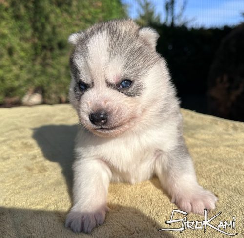 husky con ojos azules akuma del sirokami 2