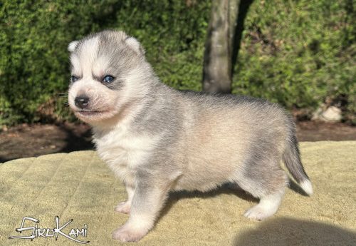 husky con ojos azules akuma del sirokami 3