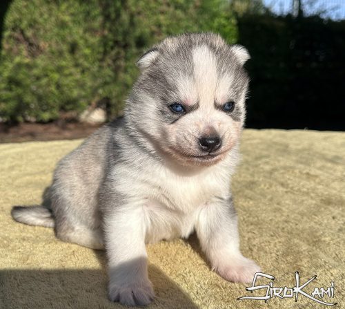 husky con ojos azules akuma del sirokami 4
