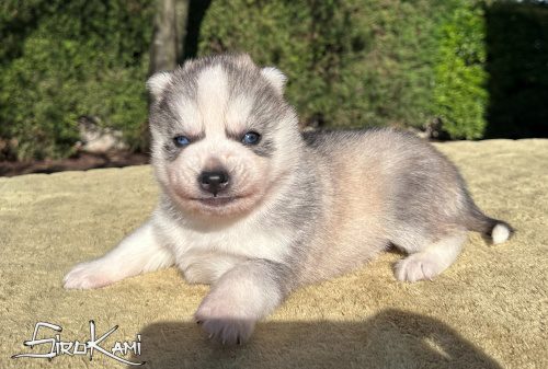 husky con ojos azules akuma del sirokami 5