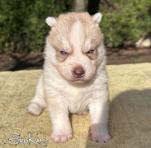husky con ojos azules gigi del sirokami 2