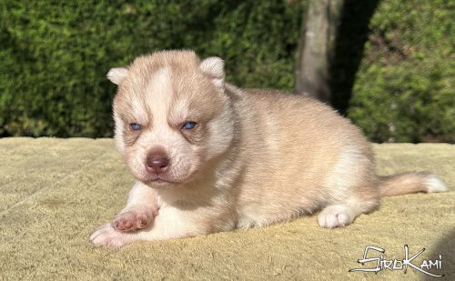 husky con ojos azules gigi del sirokami 3
