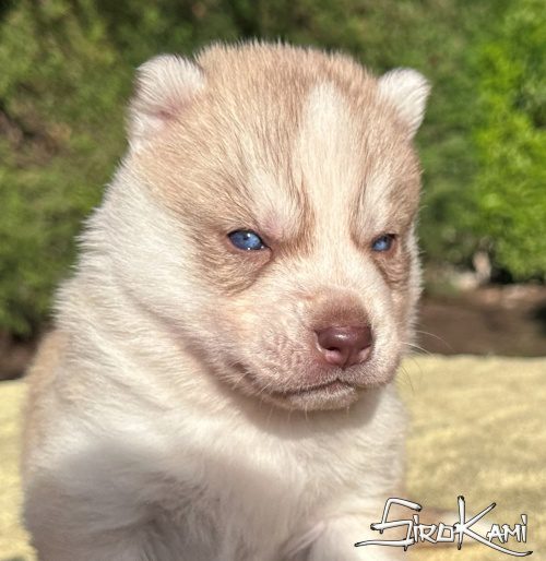 husky con ojos azules gigi del sirokami 4