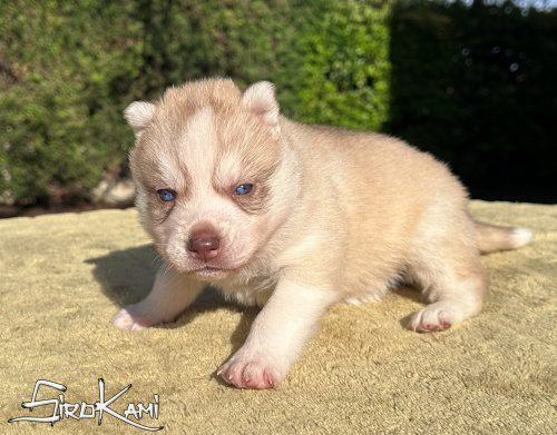 husky con ojos azules gigi del sirokami 5