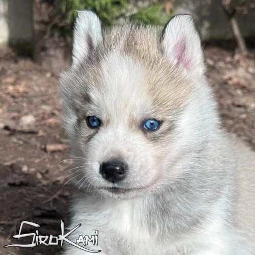 husky siberiano ojos azules