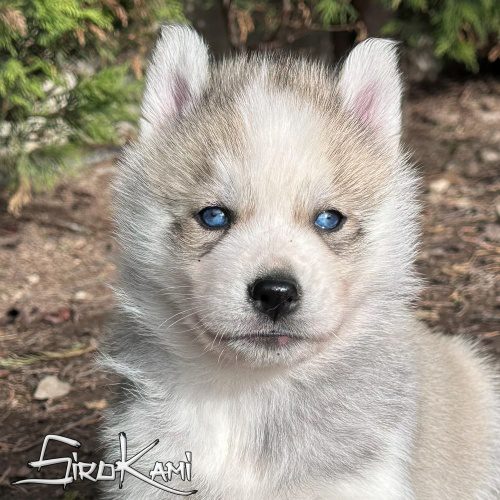 husky gris ojos azules orkan del sirokami husky gris ojos azules