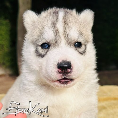 husky ojos diferentes namek del sirokami 2