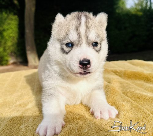husky ojos diferentes namek del sirokami 3