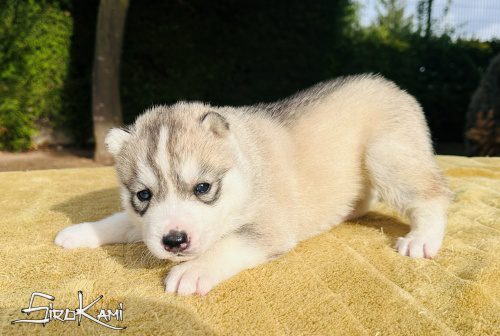 husky ojos diferentes namek del sirokami 4