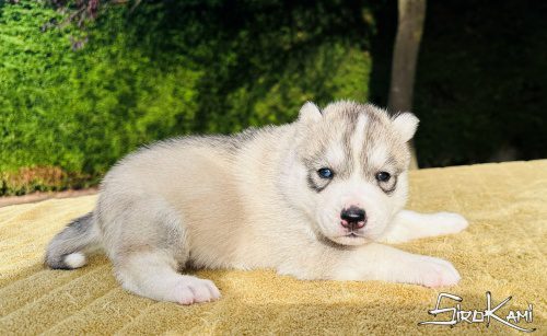 husky ojos diferentes namek del sirokami 5