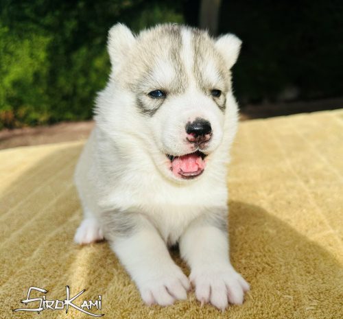 husky ojos diferentes namek del sirokami 6