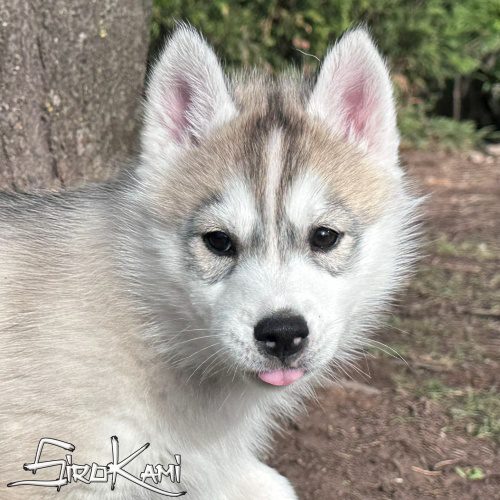 husky siberiano gris cachorro