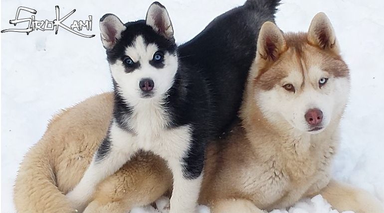 huskys nieve