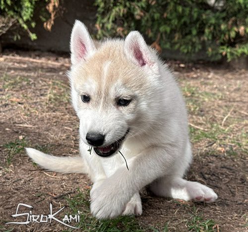 siberian husky gris y blanco tekken del sirokami 2