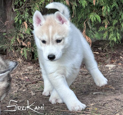 siberian husky gris y blanco tekken del sirokami 3